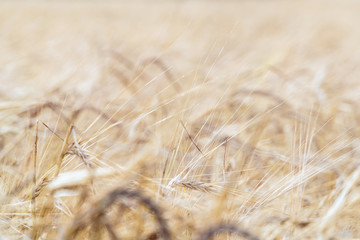 Golden ears of ripe wheat