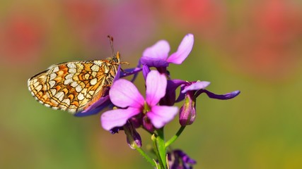 Melitaea aurelia  371