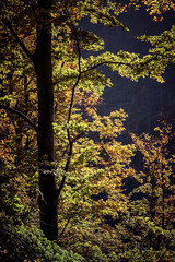 Obraz premium arbres en forêt