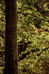 Obraz premium arbres en forêt