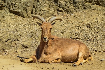 Direct view of Ammotragus lervia.
