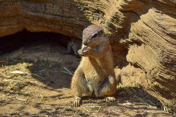 Suricata captured at lunch.