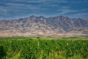 Grapes in a mountains with clouds