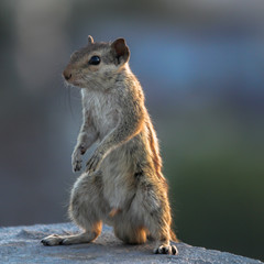 standing squirrel