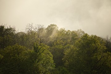 Fog over southern forest at dawn
