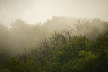 Obraz na płótnie Canvas Fog over southern forest at dawn