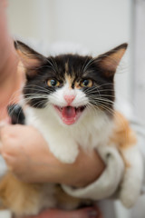 счастливый котенок мяукает и смотрит вперед