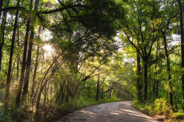 Obraz premium Sun Shining Through Trees 