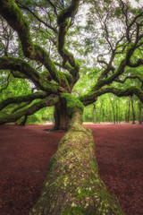 Large branch leading towards Angel Oak Tree