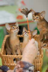 kitten playing with toy in a yellow basket