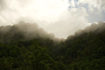 Fog over southern forest at dawn