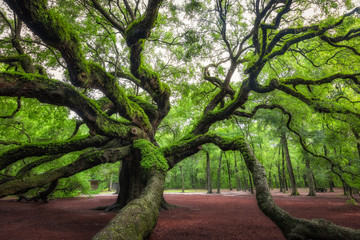 Obraz premium Angel Oak Tree in South Carolina 