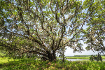 Large oak tree in Botany Bay Plantation 