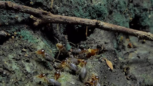Crowd of termites (Macrotermes) on ground in tropical rain forest. 