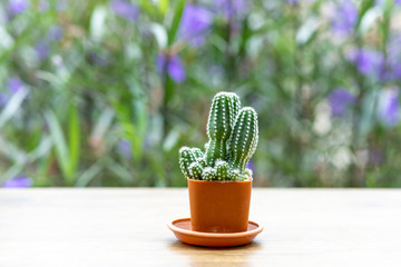 Small cactus on wooden table for home decoration.