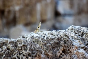 lizard on the rock
