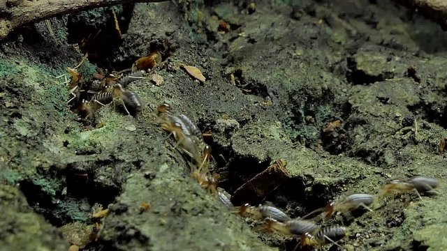 Crowd of termites (Macrotermes) on ground in tropical rain forest. 