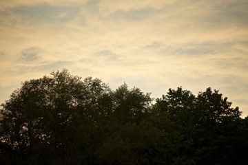 Crowns of a trees and light yellow clouds above