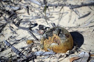 Obraz premium Horse Dung Fungus, Pisolithus arhizus, growing on the Little Marley Fire trail, Royal National Park, Sydney, NSW, Australia. Also called the dyeball fungus and dead mans foot.