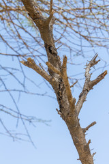 tree branches