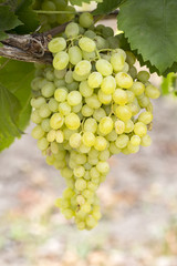 White grapes vineyards (Turkey Izmir vineyard)