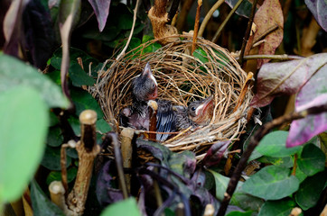 Bird's nest
