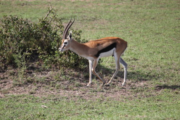 Газель Томсона или Томми