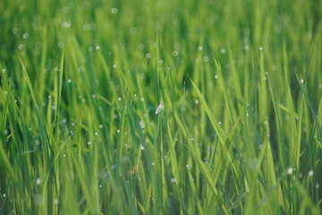 水田とカゲロウ875