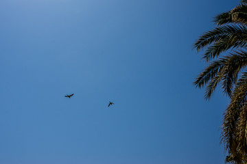 Spain, Malaga, a group of flying birdsin the sky