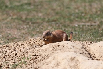 Prairie Dog is observing the Area  