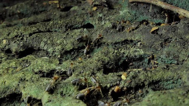 Crowd of termites (Macrotermes) on ground in tropical rain forest. 