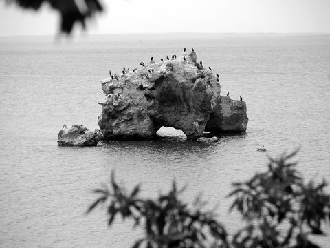 Fototapeta Sea birds resting on a rock in the sea. Black sea coast. Black and white photo.