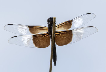Widow Skimmer (Libellula luctuosa) on a perch, Iowa, USA