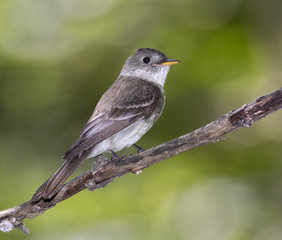 Eastern Wood-Pewee (Contopus virens) perching on tree branch, Iowa, USA
