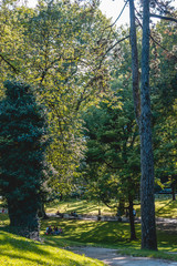 Obraz premium Forest ind Salzburg