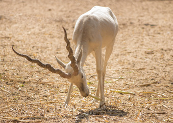 deer is finding food