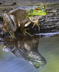Adult American bullfrog (Lithobates catesbeianus) at the pond with reflection in water, Iowa, USA