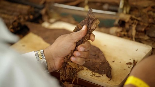 Cuban master roller hand rolling cigars. Handmade tobacco