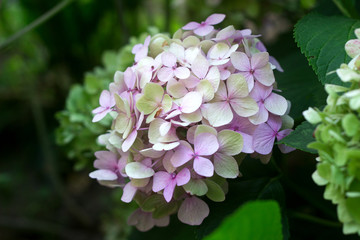 Branches of hydrangeas with blue and pink flowers.