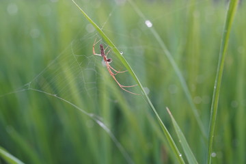 水田の蜘蛛091