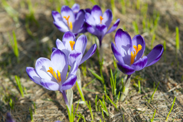 Krokusy 2