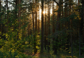 Pine forest at sunset.