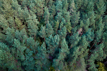 A nice view of the pine tree forest from above. A drone photography. 