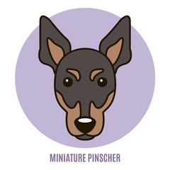 Portrait of Miniature Pinscher