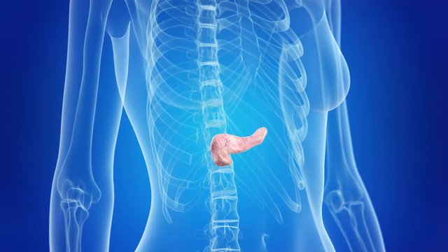 medically accurate 3d animation of the pancreas