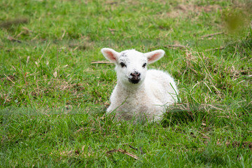 Happy lamb in spring