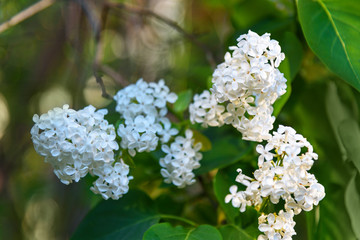 Branch of white lilac flower