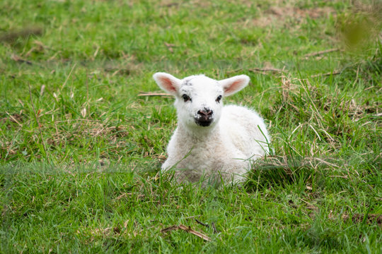 Happy lamb in spring