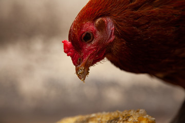 Chicken