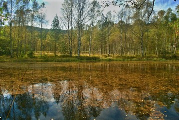 A group of birches reflecting on the lake's water surface